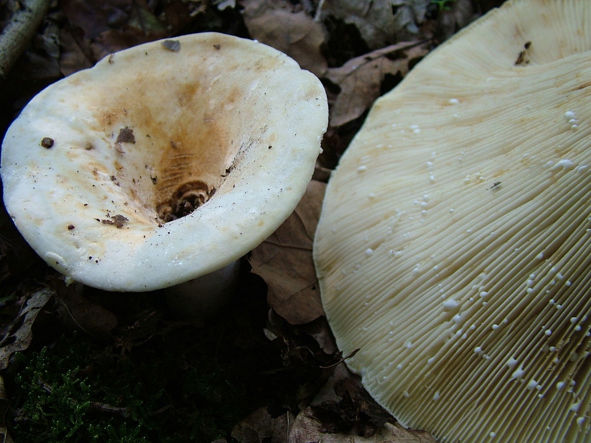 1280px-Lactarius_vellereus.jpg