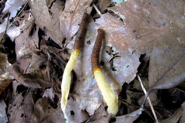 D-simainunoehude1.jpg