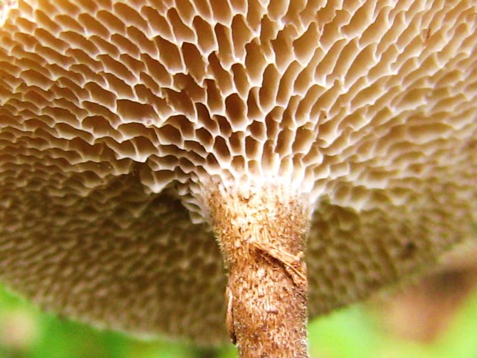 Polyporus.arcularius.002.COPY.jpg