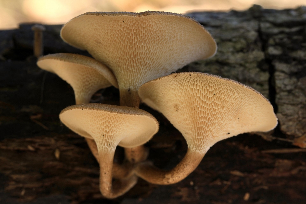 Polyporus_arcularius_(8841097306).jpg