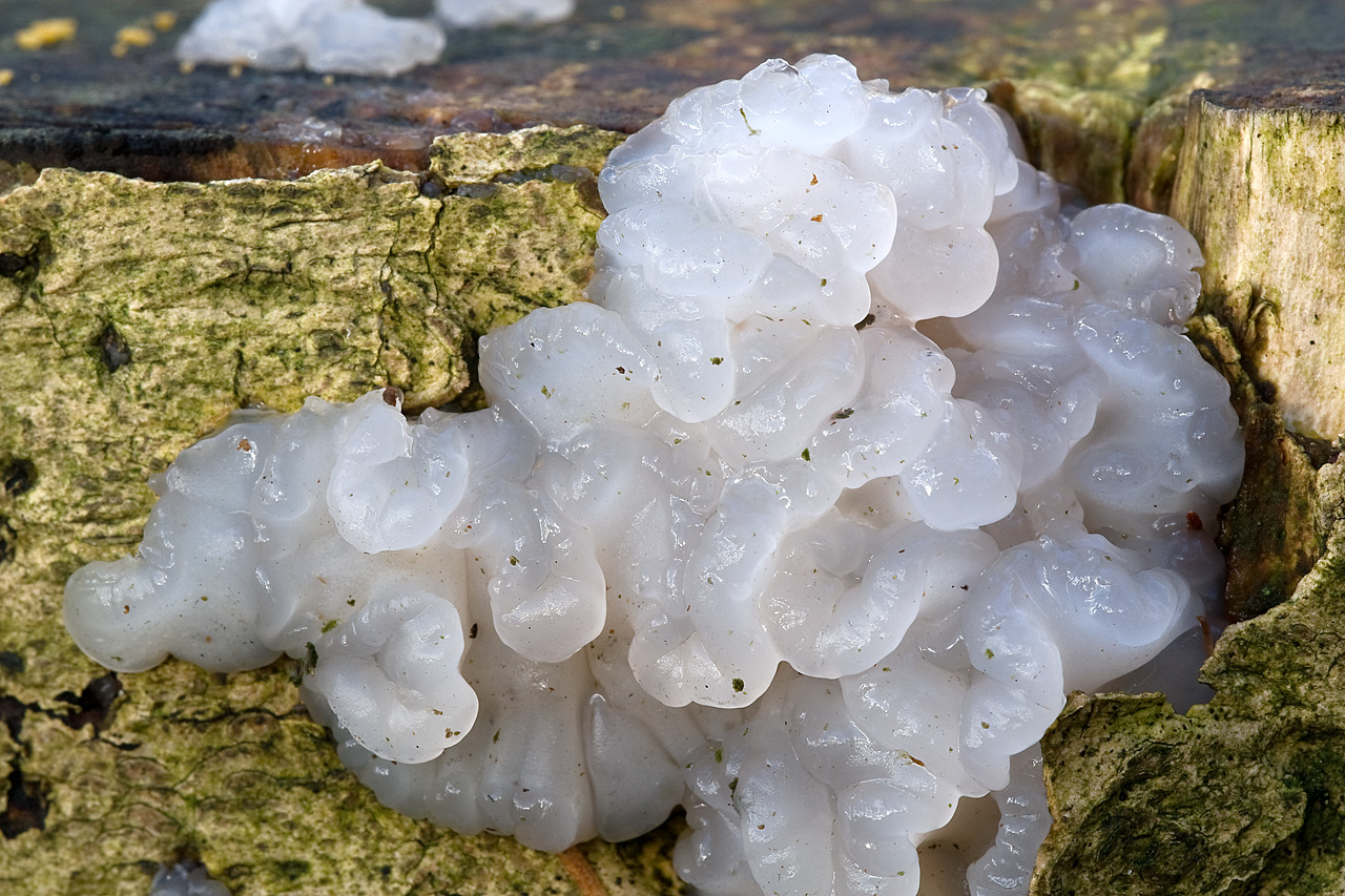 White_Brain_-_Exidia_thuretiana_.jpg