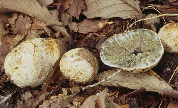 siratamatake-2.jpg
