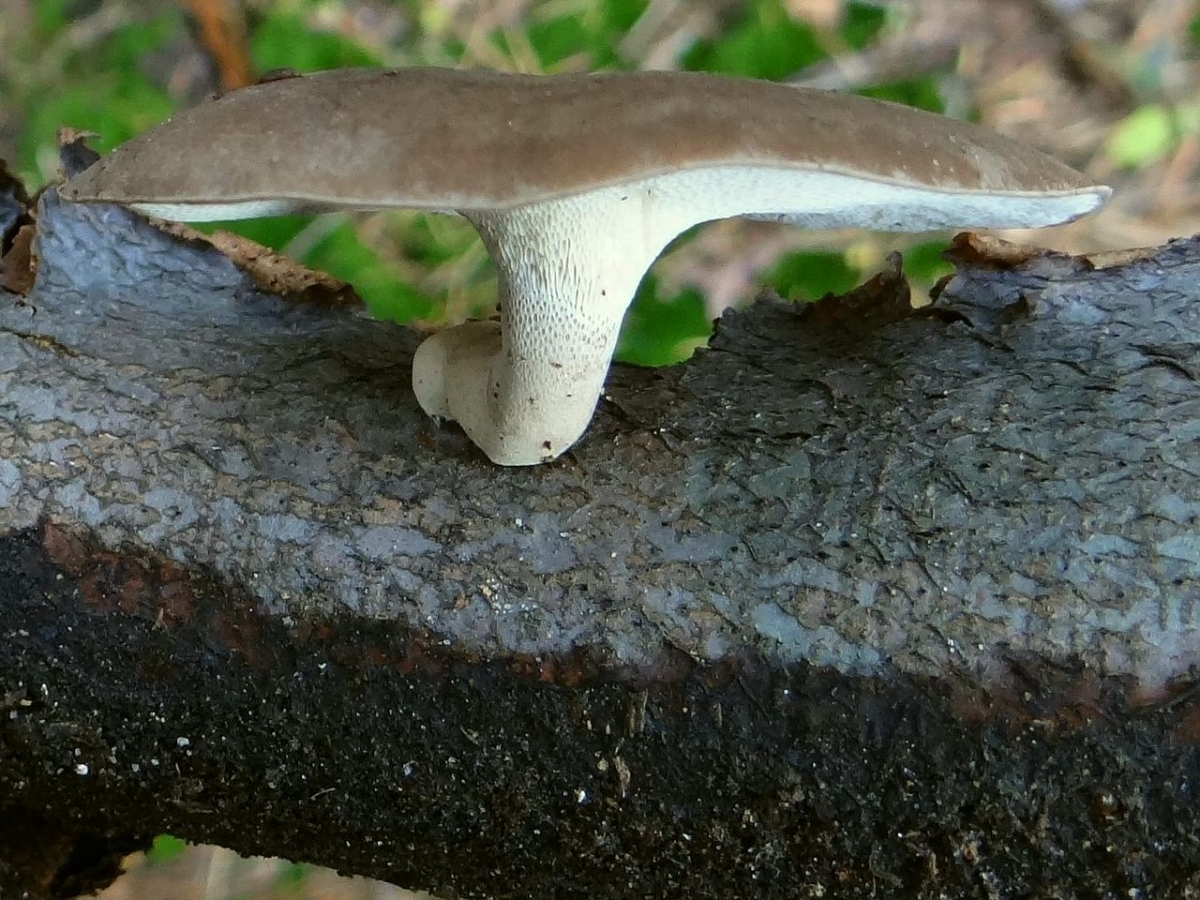 1280px-Polyporus_brumalis_G3.1.jpg
