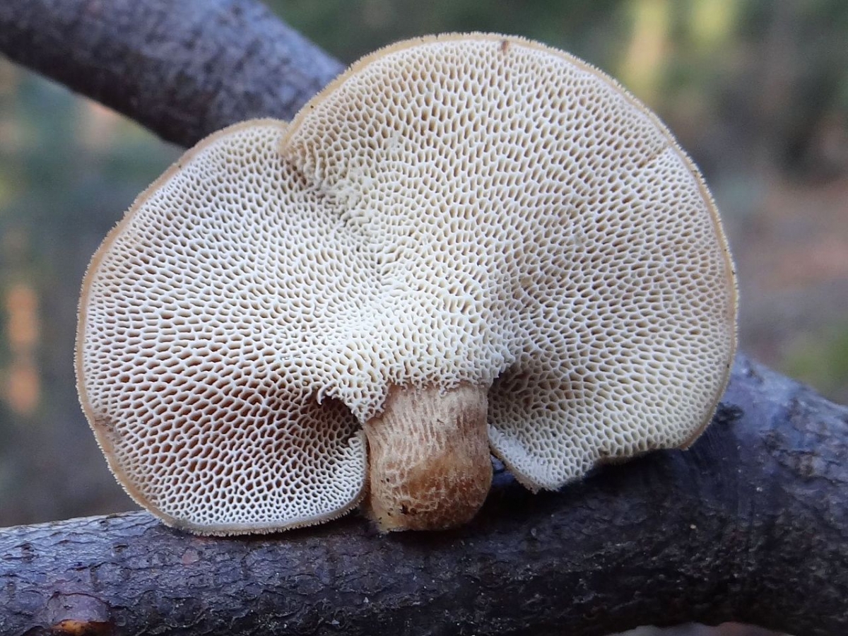 1280px-Polyporus_brumalis_G3.3.jpg