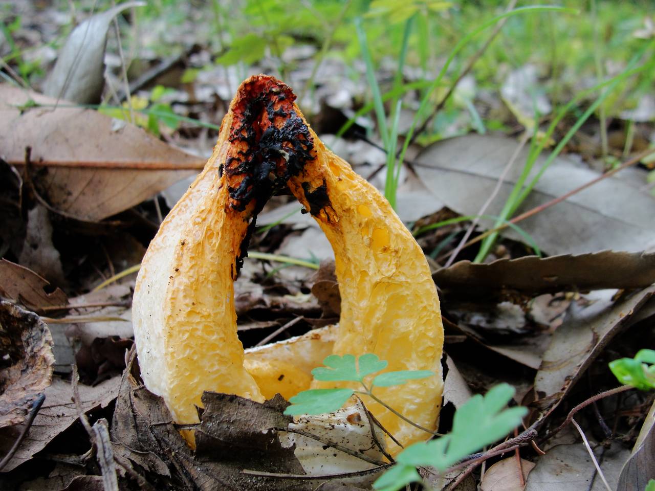 2012-10-28_Clathrus_bicolumnatus_275954.jpg