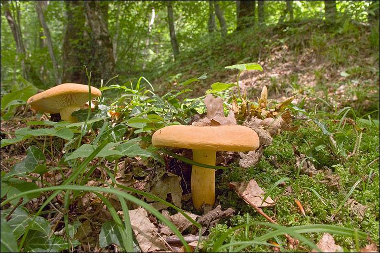 Lactarius_volemus_119880.jpg