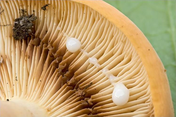 Lactarius_volemus_119888.jpg