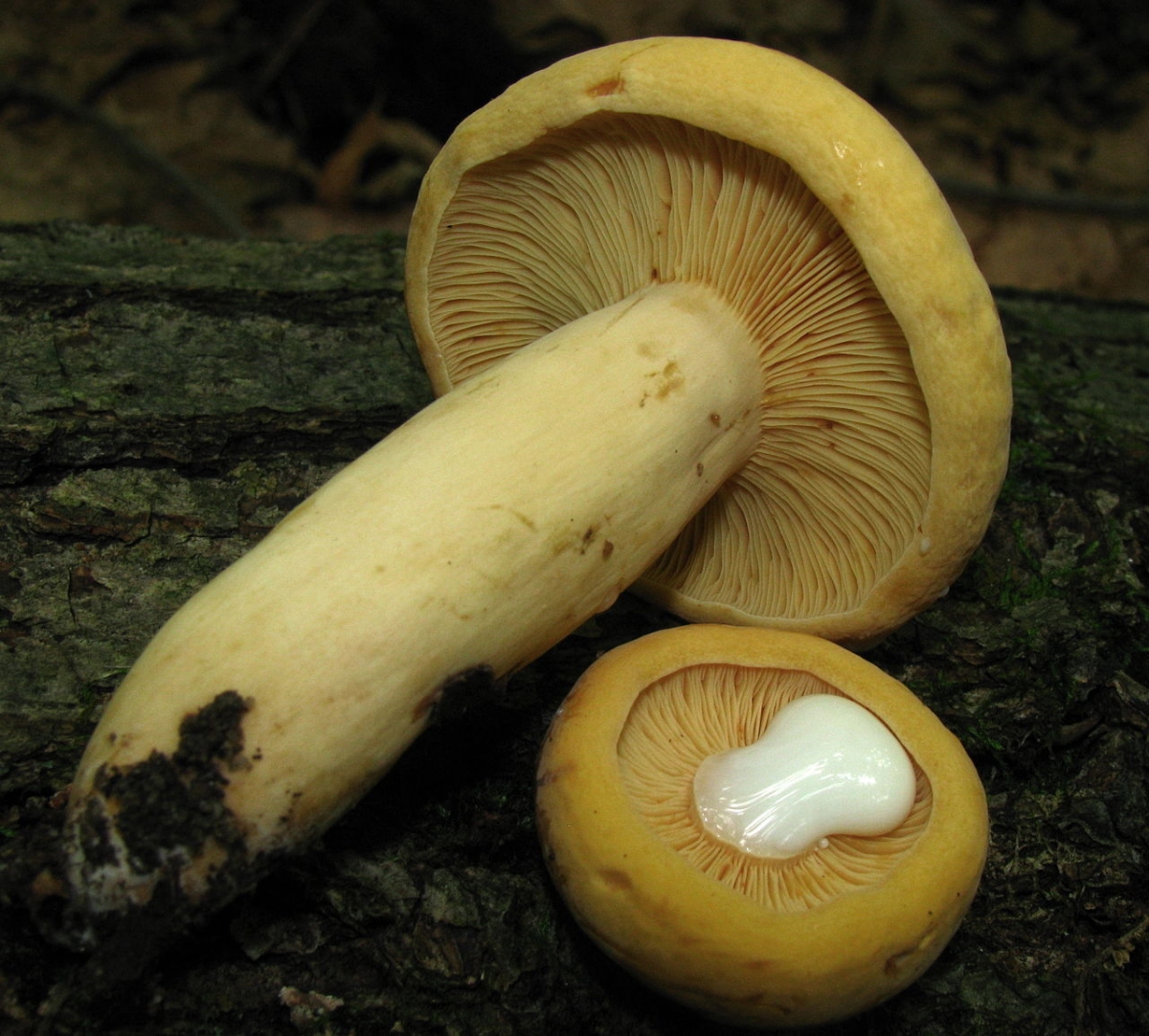 Lactarius_volemus_var._flavus_100925.jpg