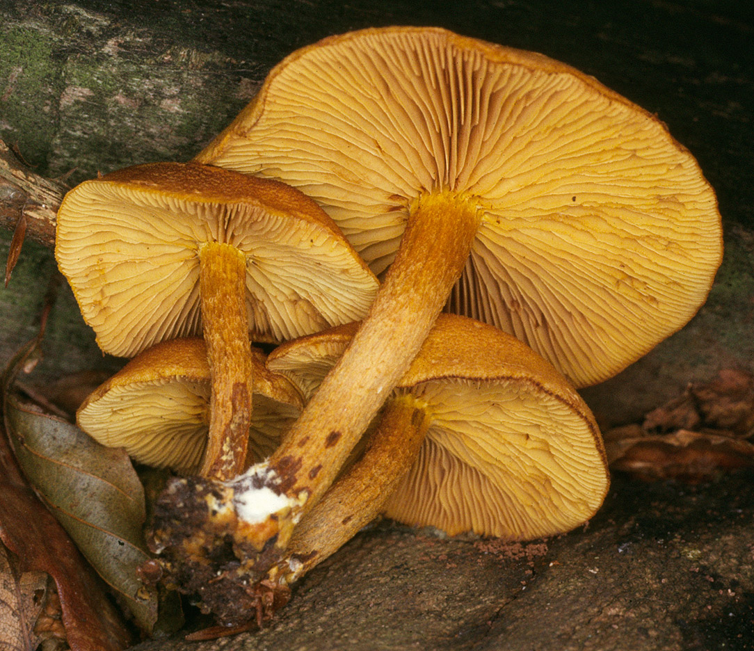 20p (1).jpg