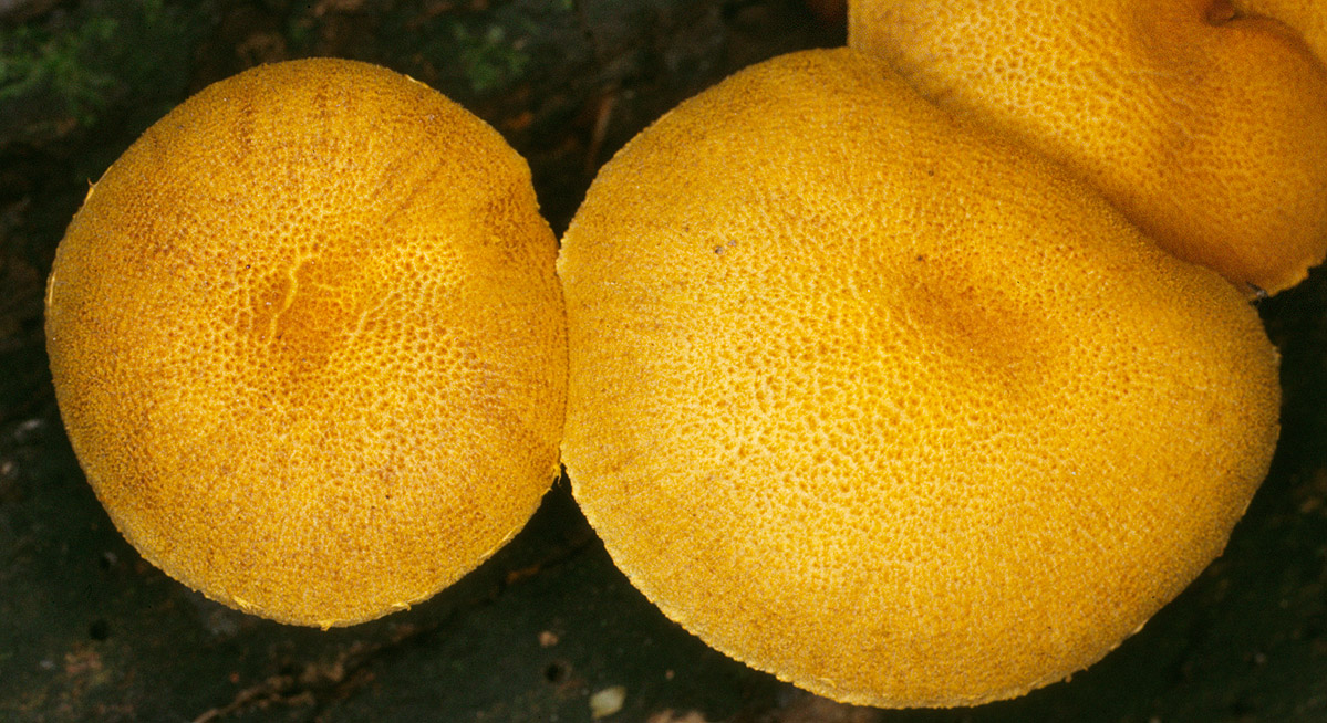 20p (2).jpg