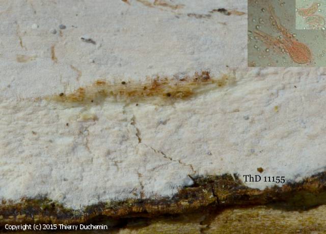 Exidiopsis_calcea_2015_td_1.jpg