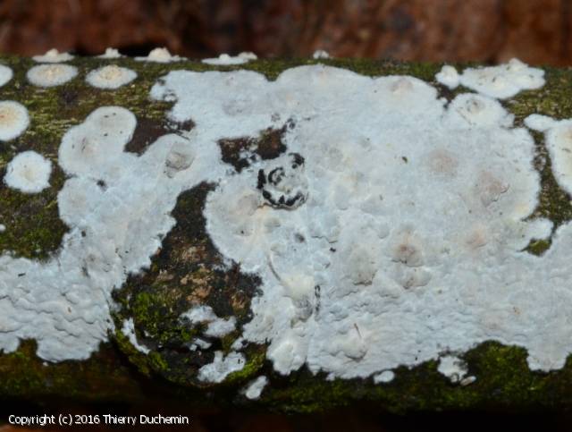 Exidiopsis_calcea_2016_td_1.jpg
