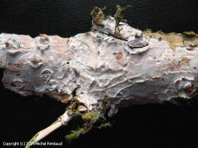 Exidiopsis_calcea_2014_mr_1.jpg