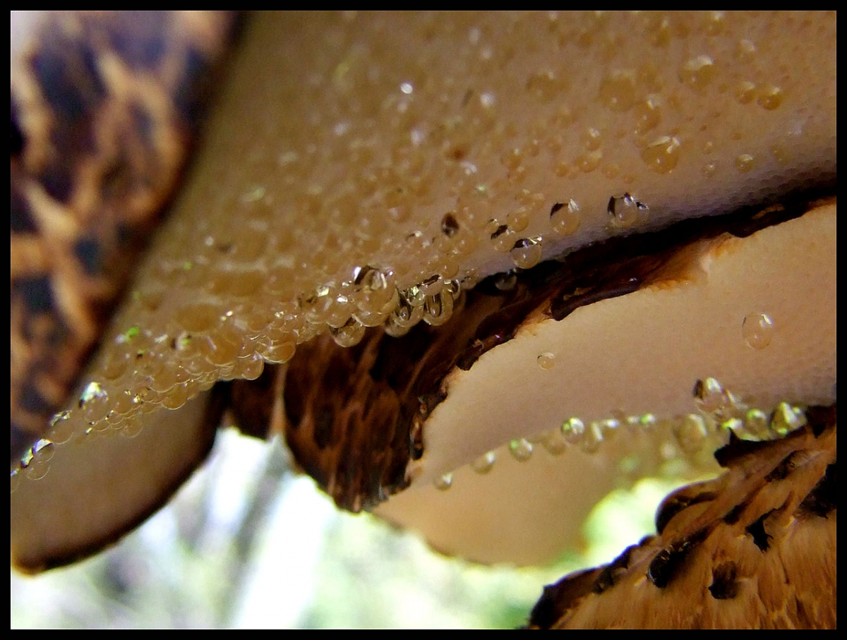 Polyporus_squamosus_secretion.jpg