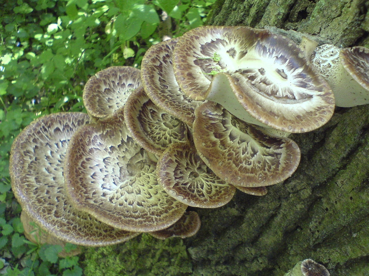 1280px-?agiew_łuskowata_-_kapelusz_Polyporus_squamosus.JPG