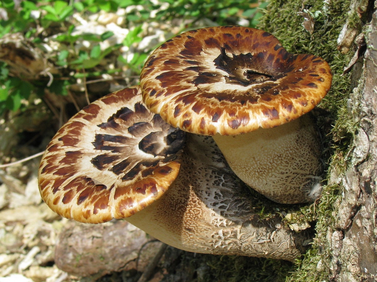 1280px-Polyporus_squamosus_Molter.jpg