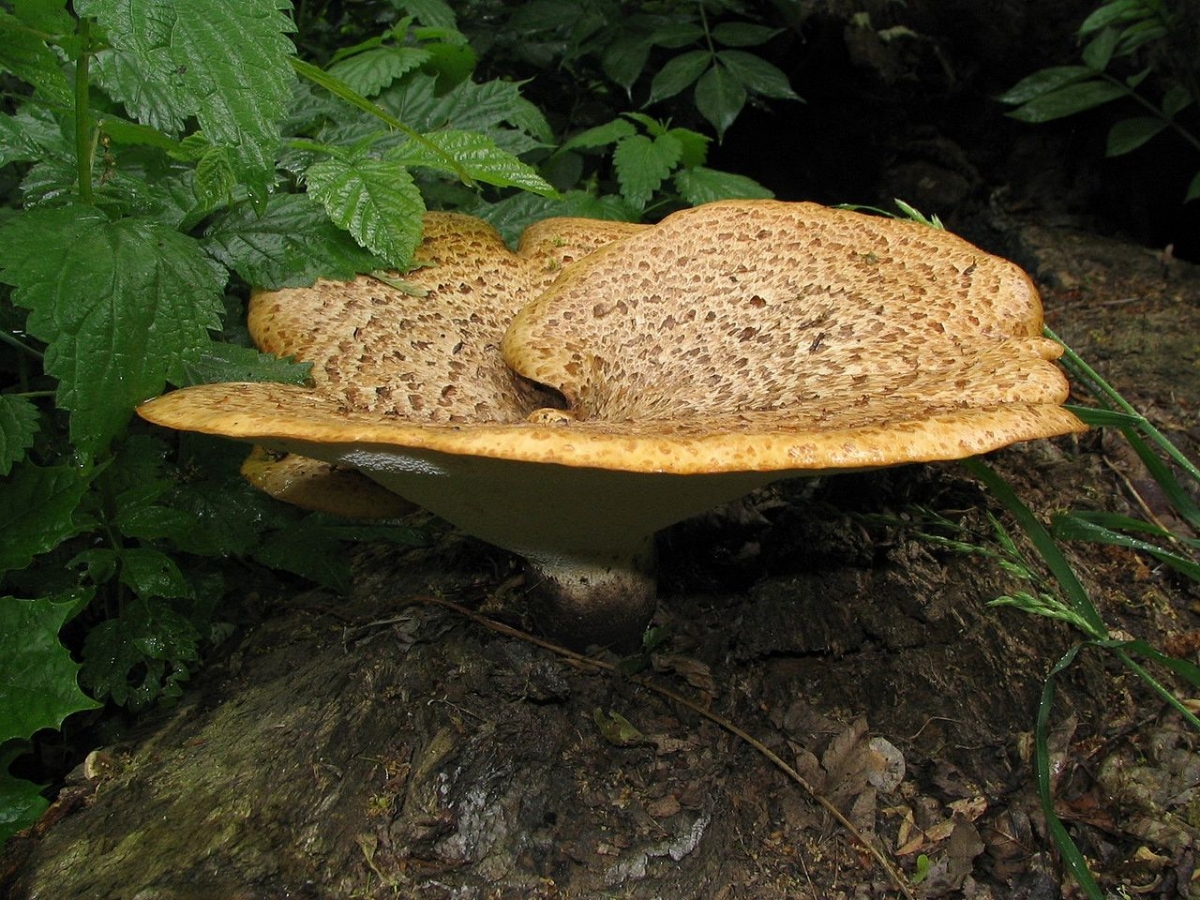 1280px-Polyporus_squamosus_25052006.jpg