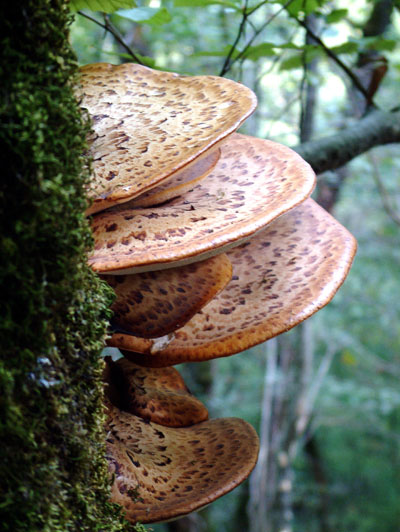 Polyporus_squamosus_01.jpg