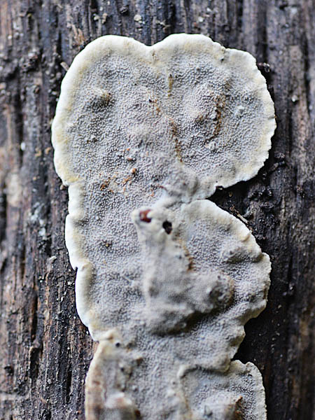 orositake.jpg