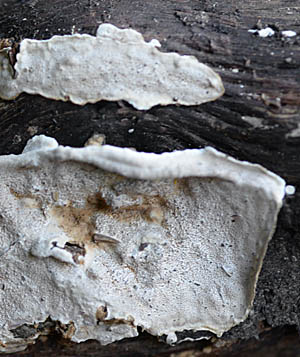 orositake3.jpg
