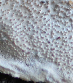 orositake-tokki2.jpg