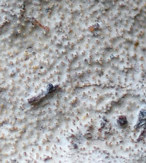 orositake-tokki.jpg