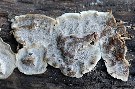 orositake2.jpg