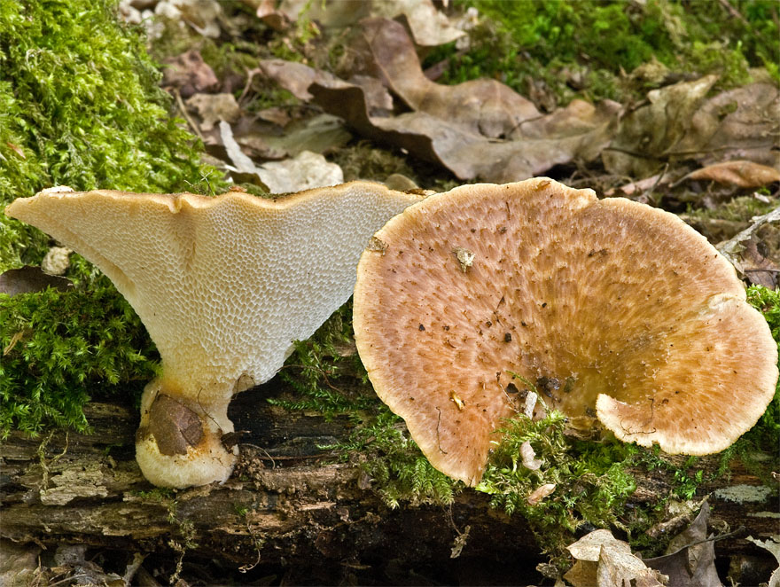 Polyporus_tuberaster_DSC_3274_2_m_w.JPG