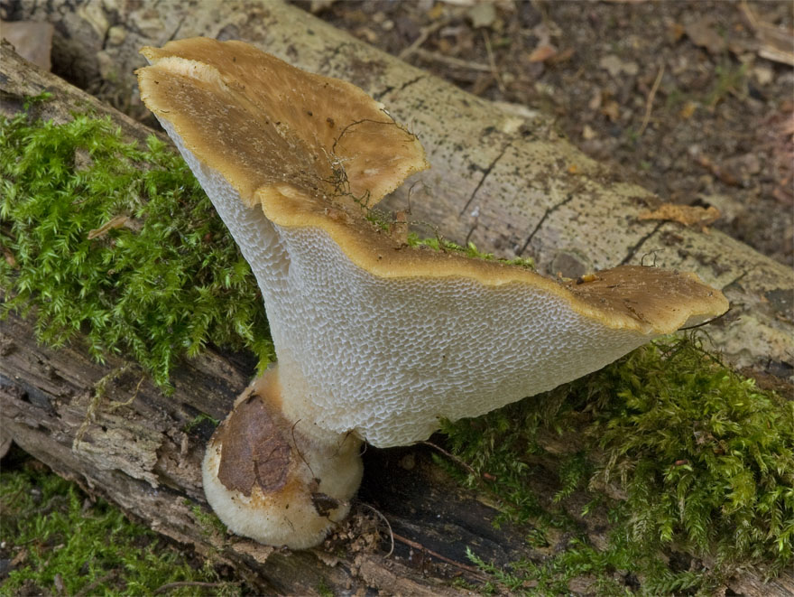 Polyporus_tuberaster_DSC_3267_m_w.JPG