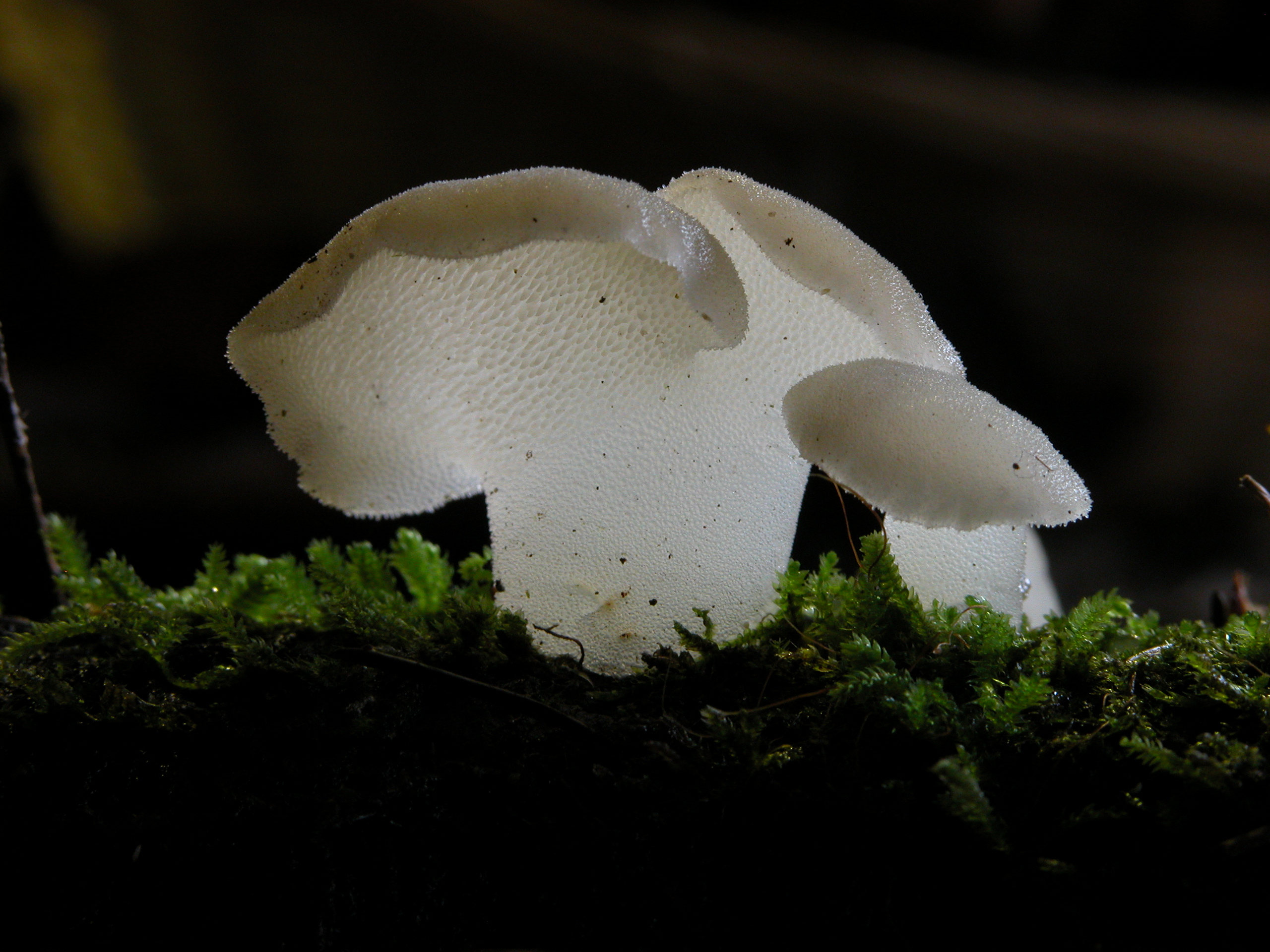 Pseudohydnum_gelatinosum.jpg