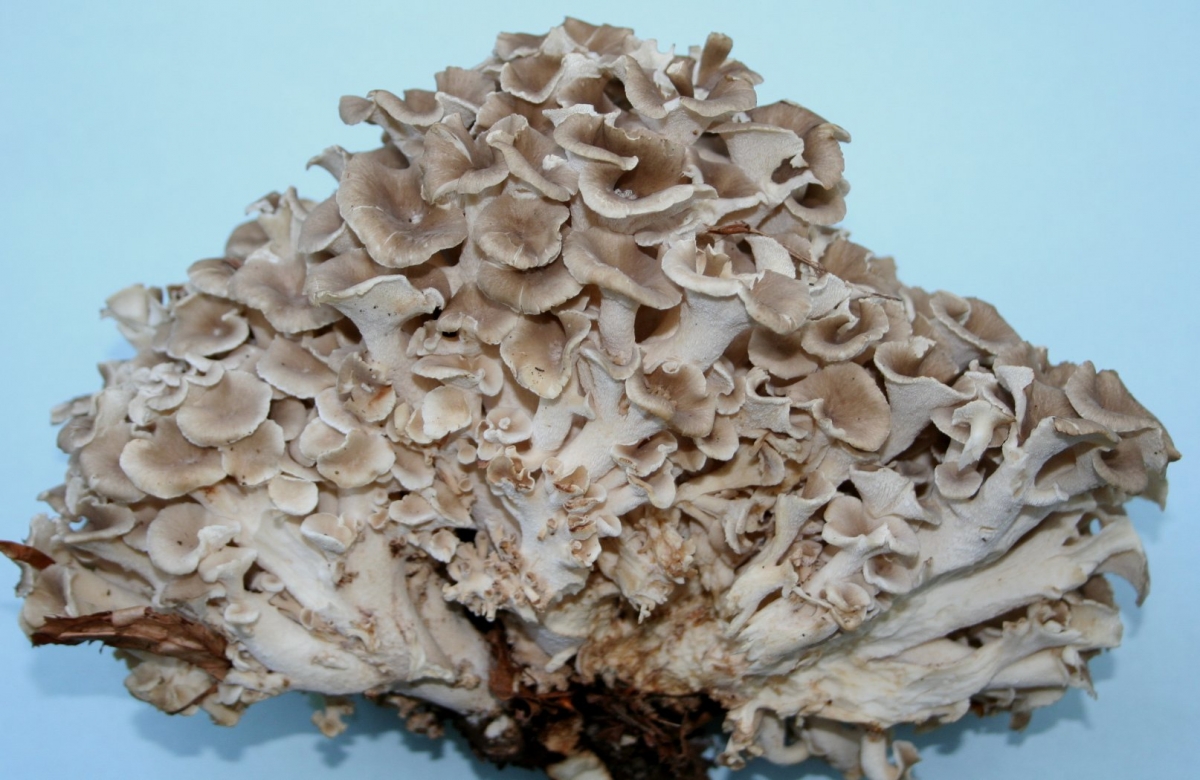 Polyporus_umbellatus01.jpg