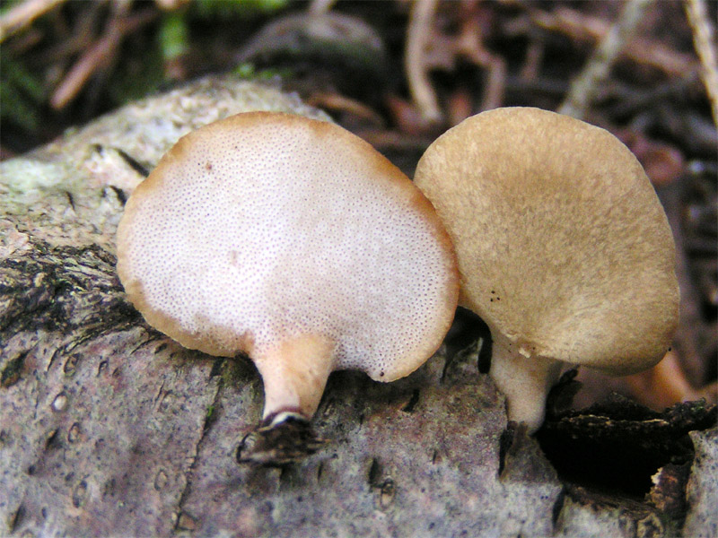 Polyporus_varius.jpg