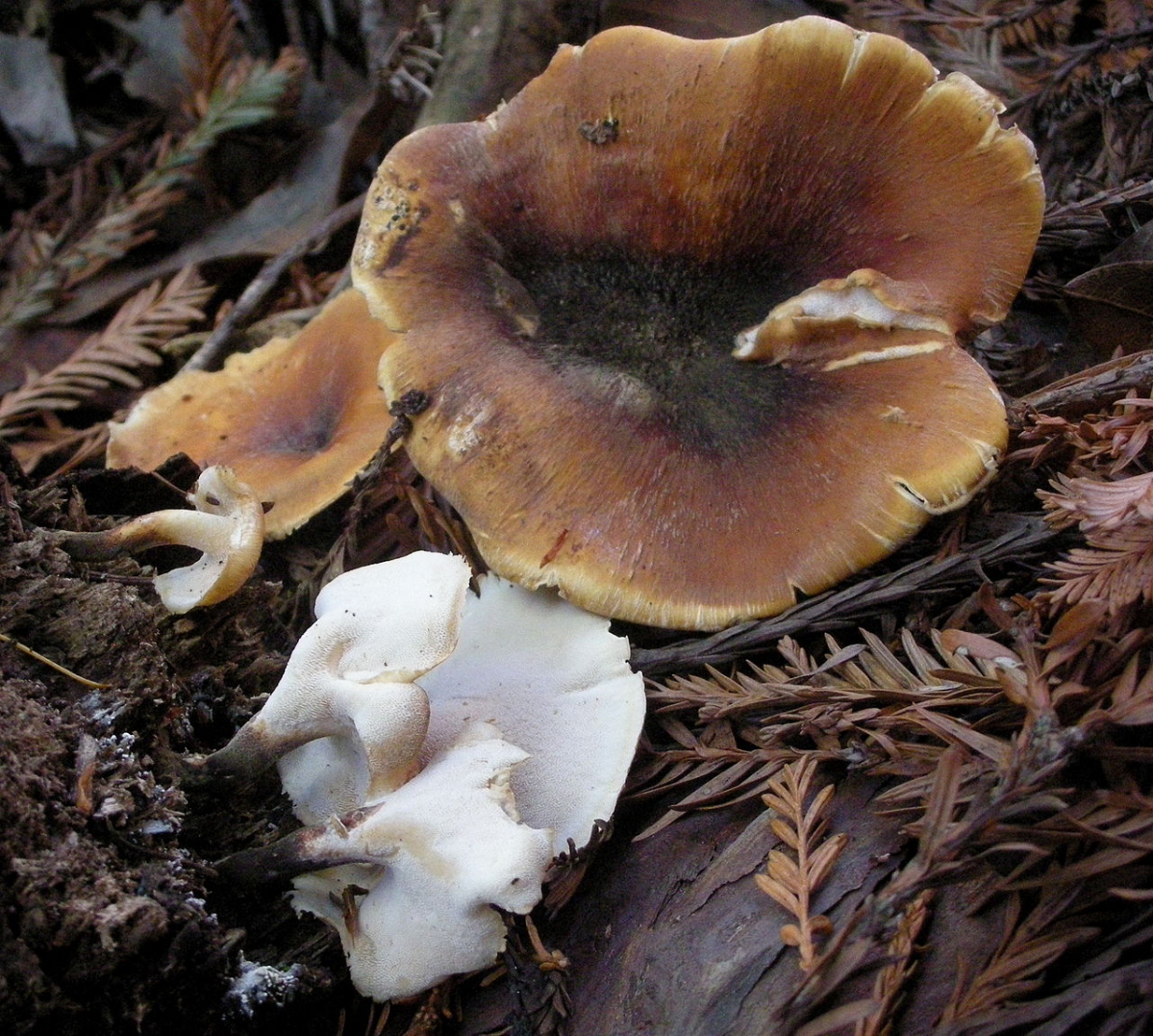 2011-11-28_Royoporus_badius_(Pers.)_A.B._De_185778.jpg