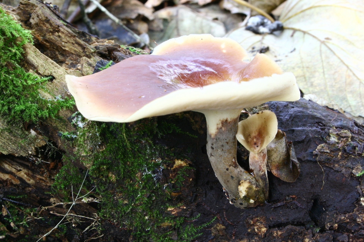 Polyporus_badius_20121012w.JPG