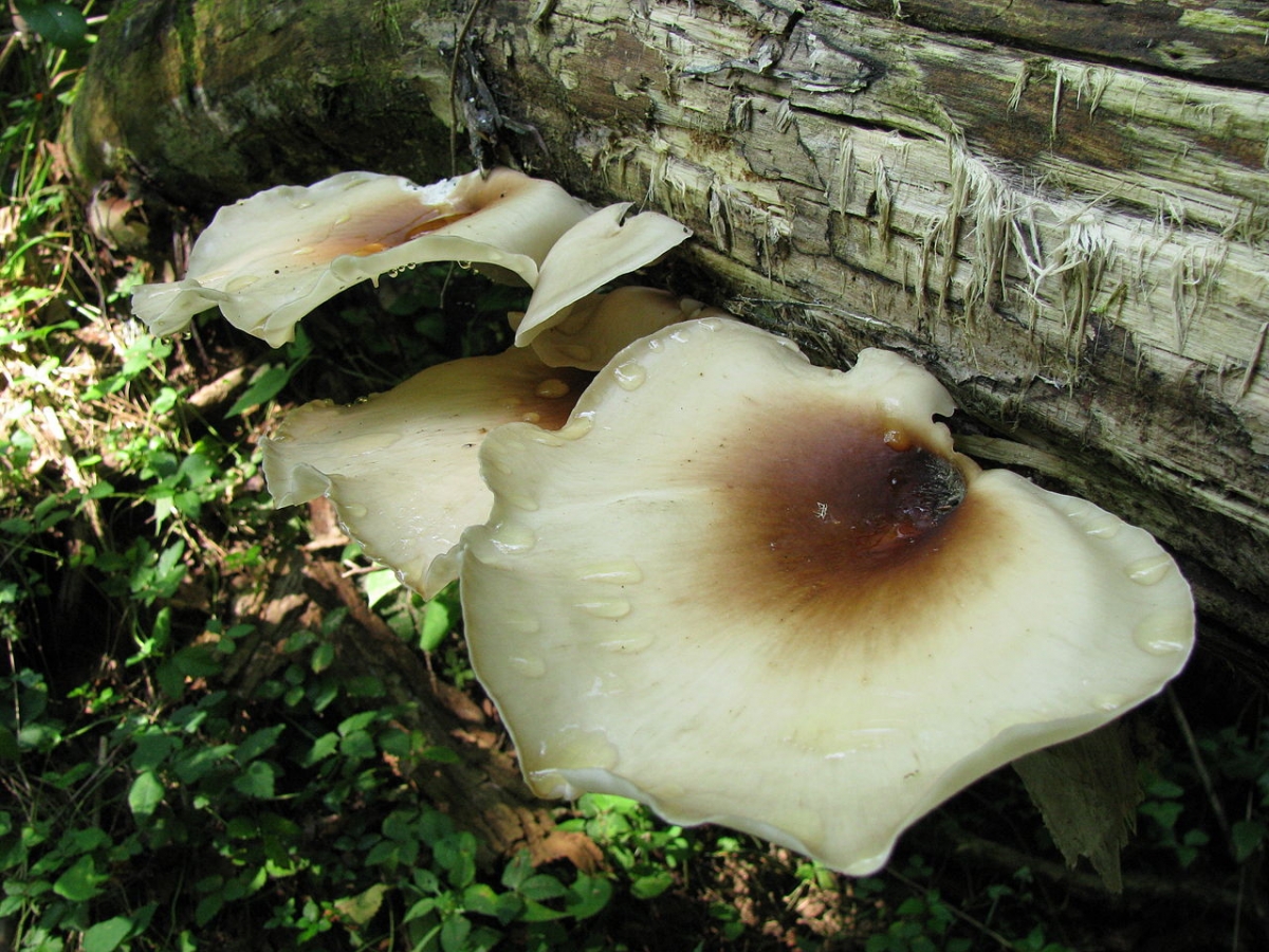 1280px-Polyporus_badius_19482.jpg