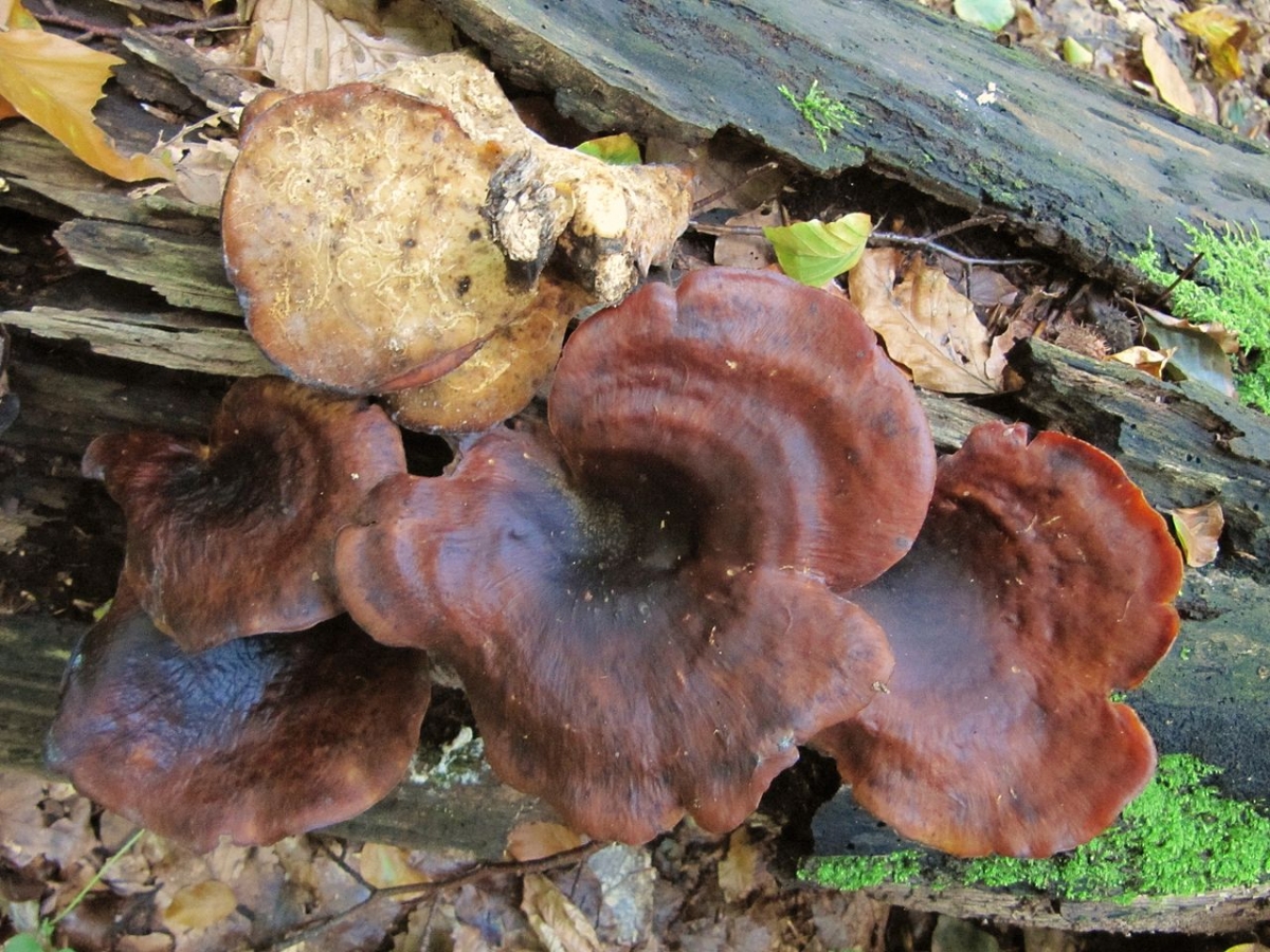 1280px-Polyporus_badius.jpg