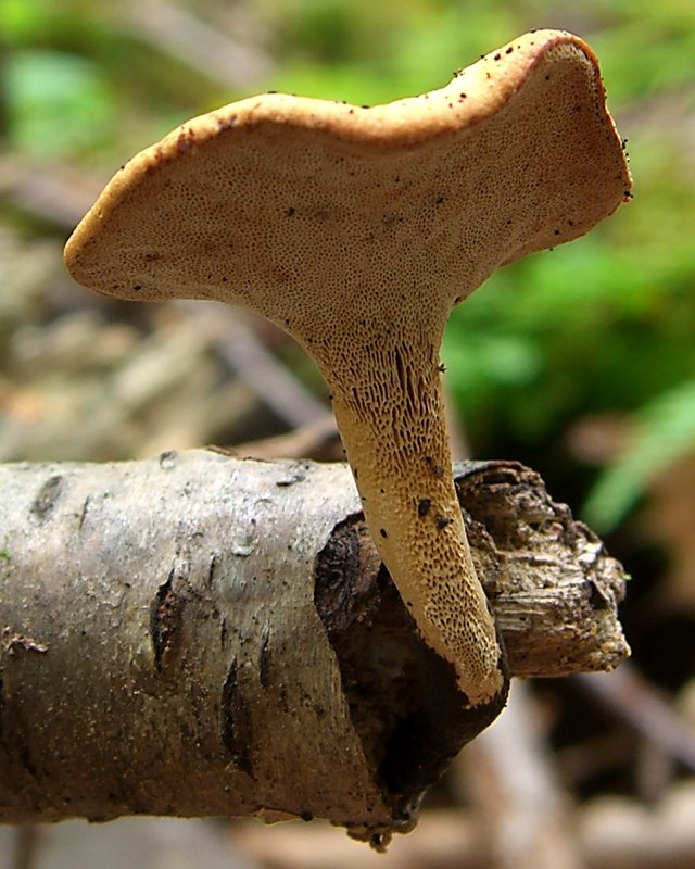 Black_Foot_Polypore_downside.jpg