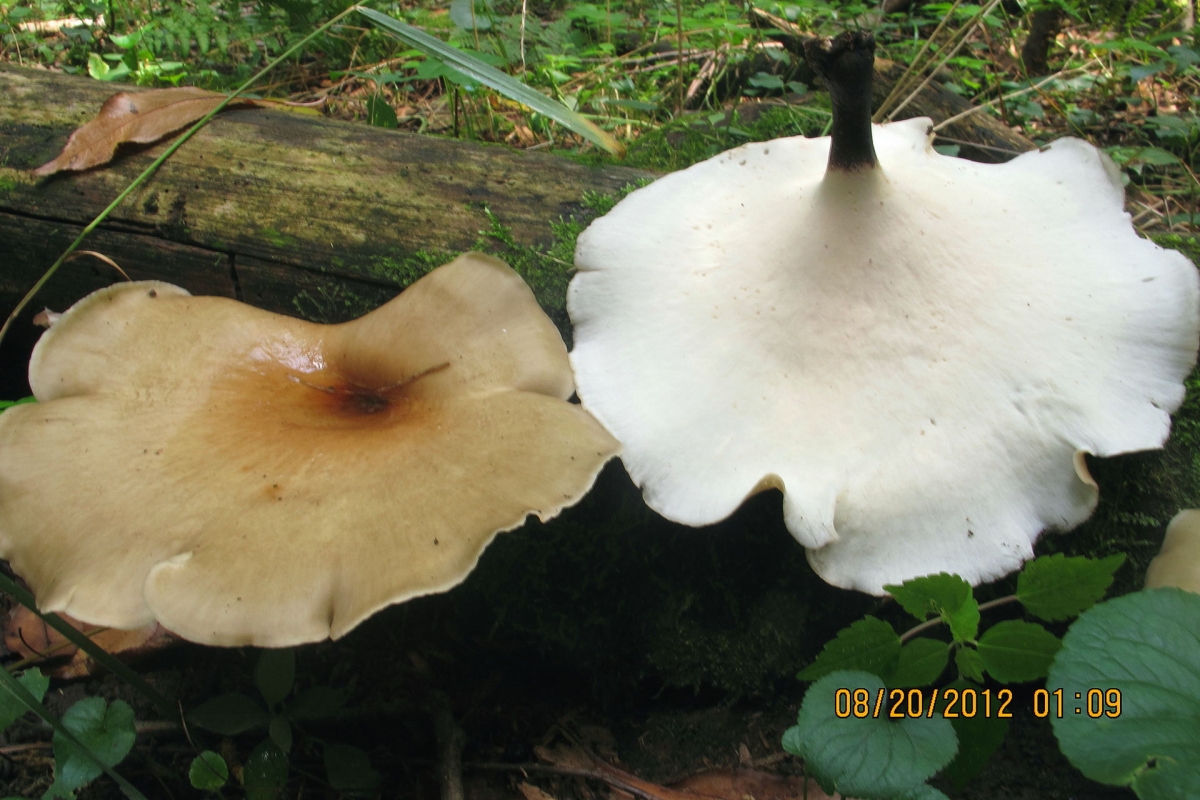 2012-08-20_Royoporus_badius_(Pers.)_A.B._De_252380.jpg