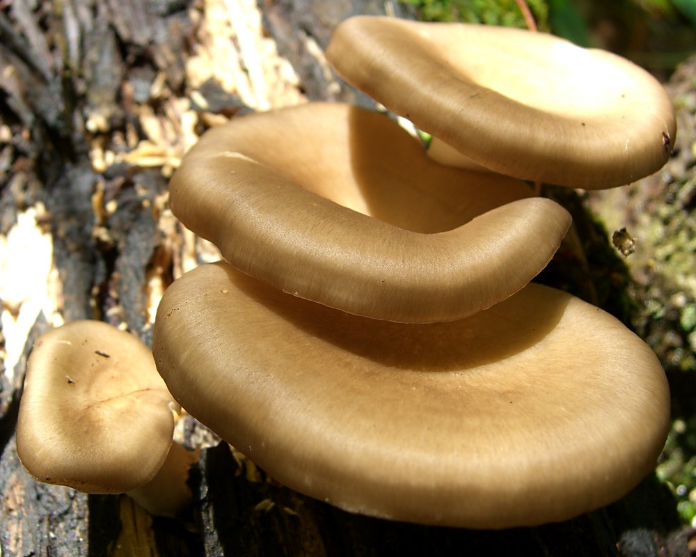 Black_Foot_Polypore_(1031218821).jpg