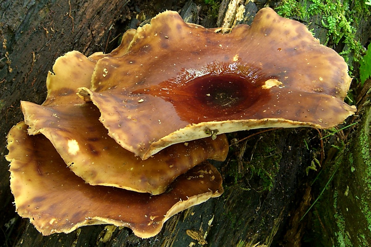 Black_Foot_Polypore.jpg
