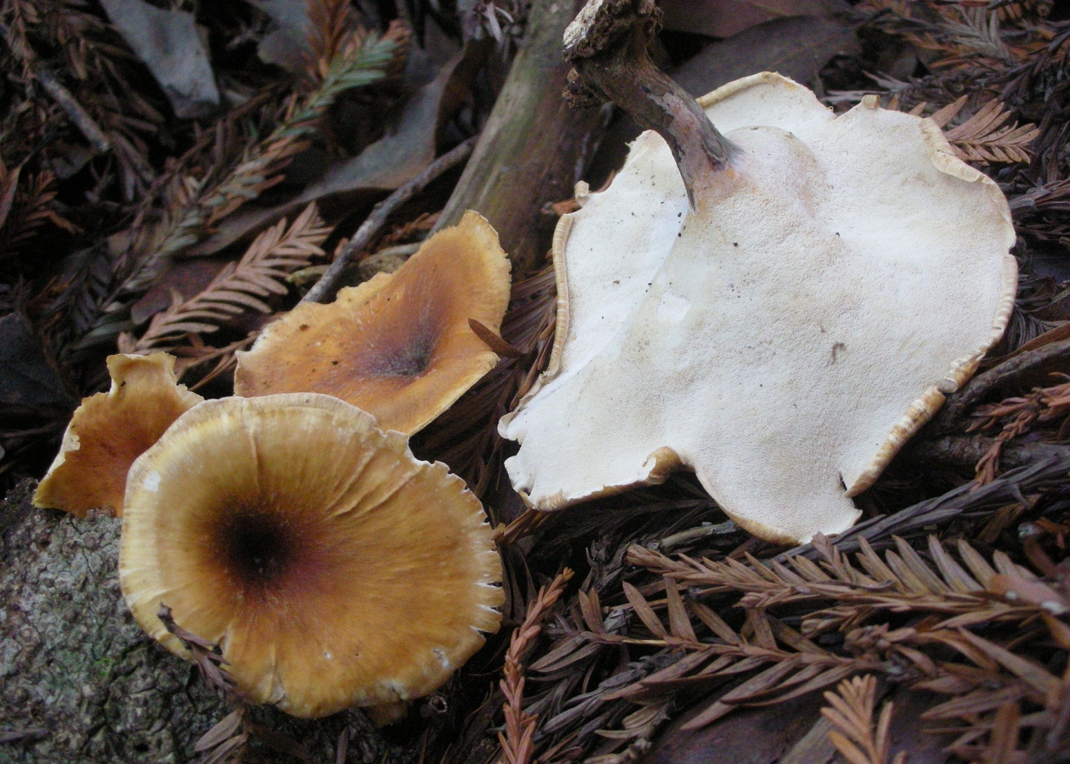 2011-11-15_Royoporus_badius_(Pers.)_A.B._De_185779.jpg