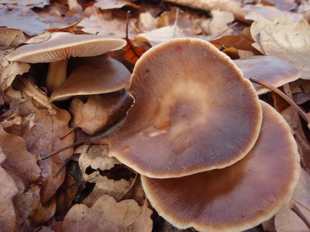 Rhodocollybia_butyracea051207.jpg