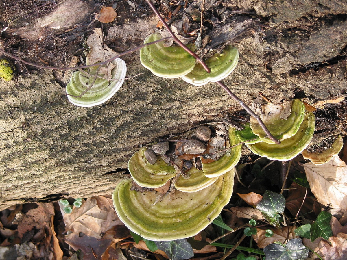 1280px-Trametes_gibbosa_JPG1.jpg