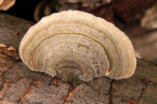 Trametes.hirsuta.-.lindsey.jpg