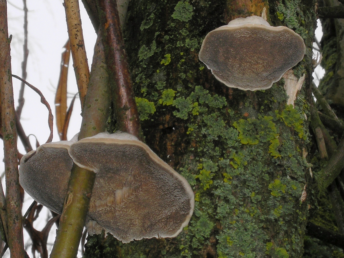 2005-11-27_Trametes_suaveolens.jpg