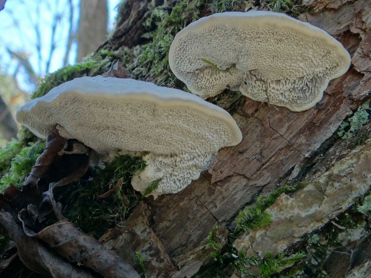 1280px-Trametes_suaveolens_G3.1.jpg