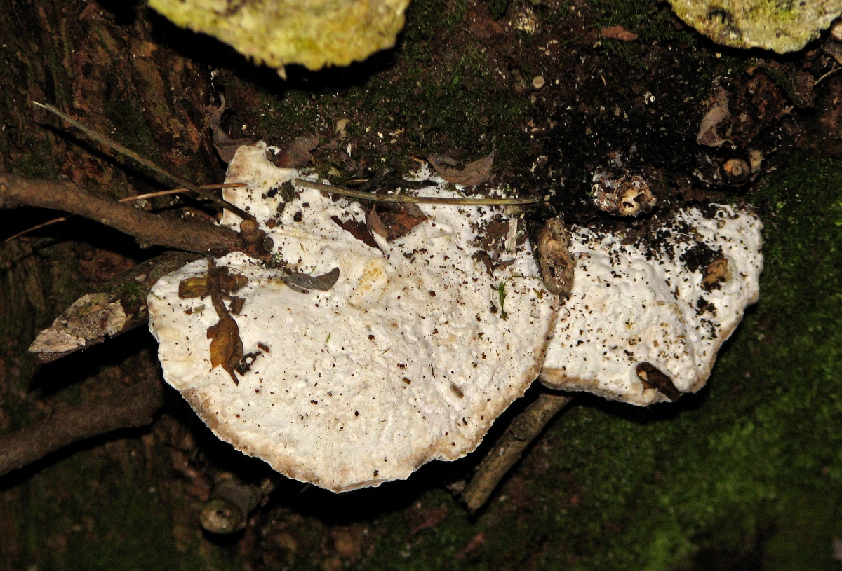 Trametes_suaveolens3.jpg