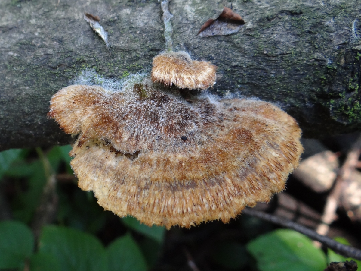 Trametes_trogii_a1_(3).JPG