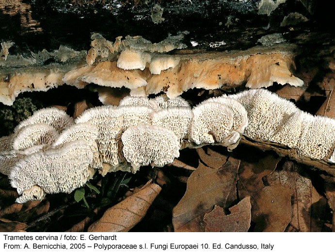 TempF5895_trametes_cervina.jpg
