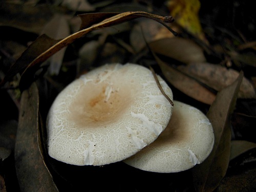 r_castanopsidis_001.jpg